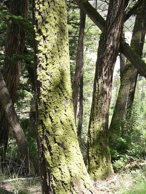 images/E-Down to the River at Tower Fall (8).jpg